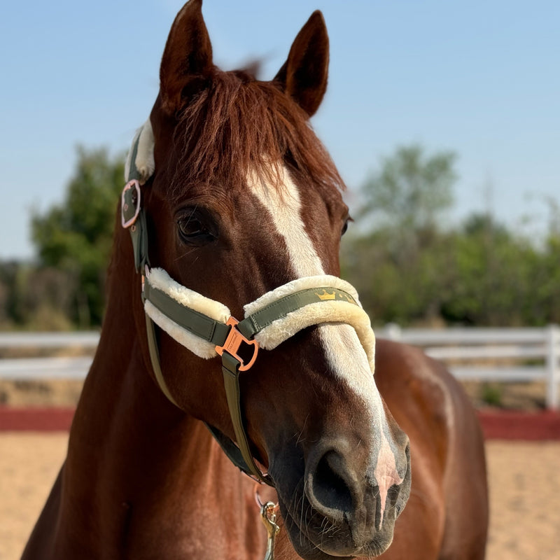 Halter de Cavalo de Lã com Faixa de Pele Sintética Removível